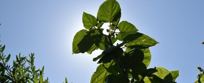carportgarten skygarten